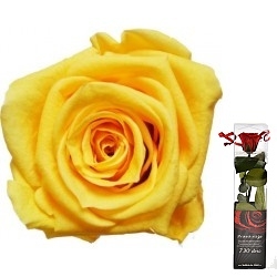 Dárková stabilizovaná růže MINI - žlutá